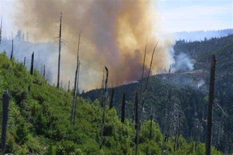Opinion: The West’s iconic conifers will not regrow if wildfires continue to burn too hot